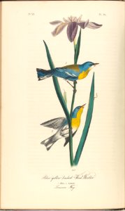 The Birds of America from Drawings Made in the United States MET DP245249