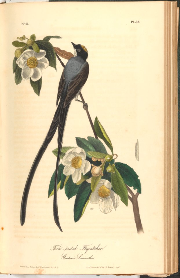 The Birds of America from Drawings Made in the United States MET DP245247