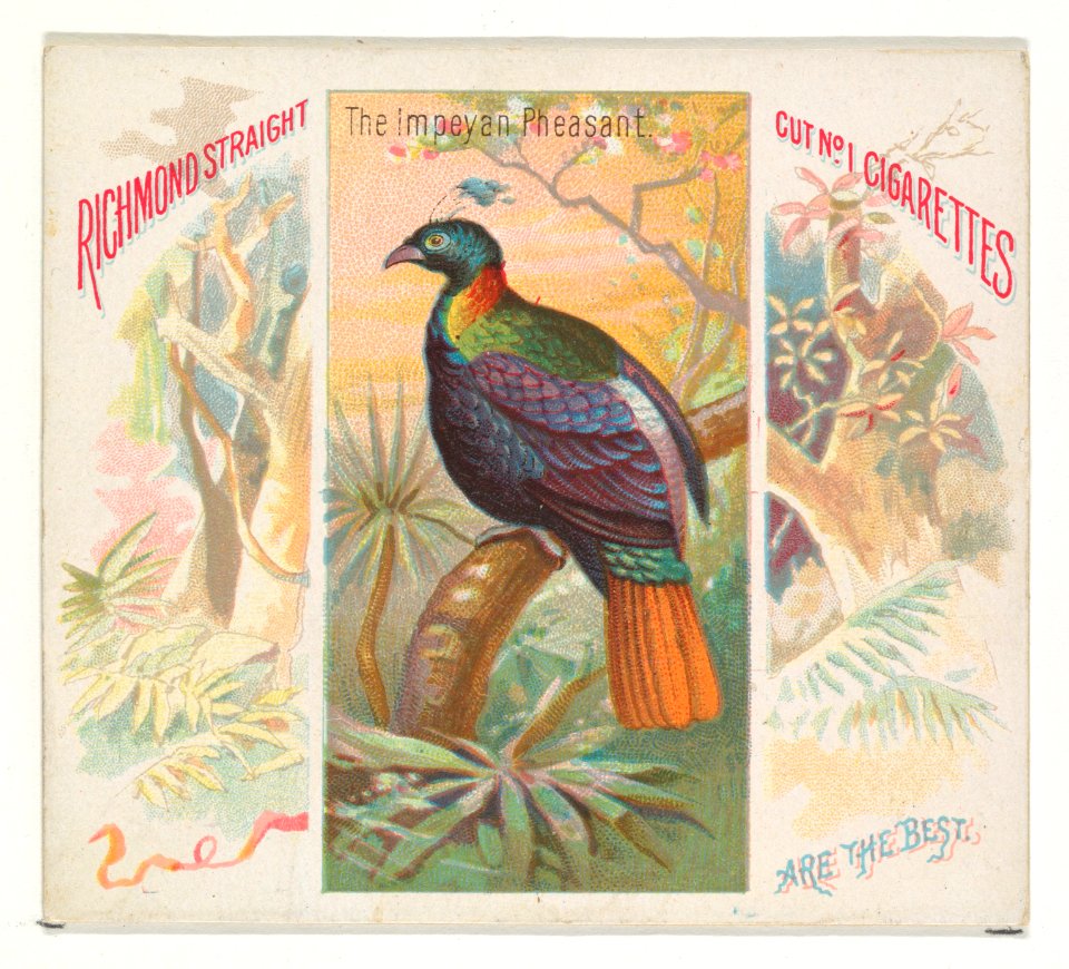 The Impeyan Pheasant, from Birds of the Tropics series (N38) for Allen & Ginter Cigarettes MET DP839024