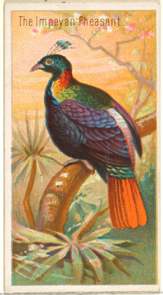 The Impeyan Pheasant, from the Birds of the Tropics series (N5) for Allen & Ginter Cigarettes Brands MET DP829125