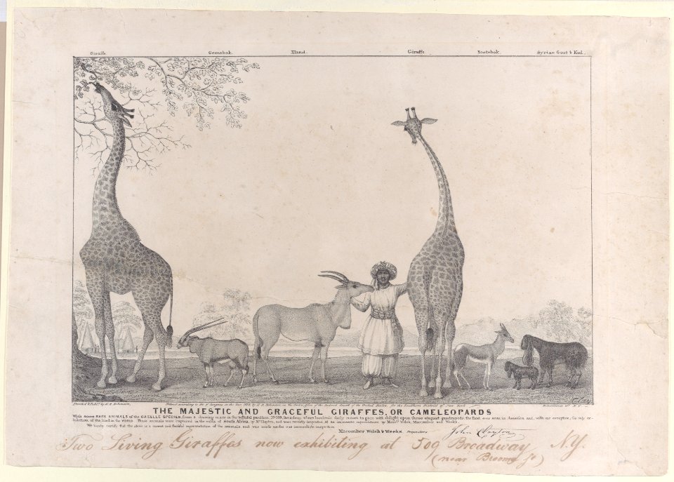 The Majestic and Graceful Giraffes, or Cameleopards Met DP884470