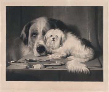 The Lion-Dog of Malta--The Last of His Tribe MET DP876563