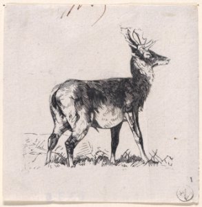 The Deer Met DP888890
