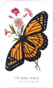 The Dark Veinlet from The Butterflies and Moths of America Part 3 MET DT259570