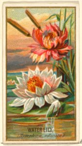 Water Lily (Nymphaea adorata), from the Flowers series for Old Judge Cigarettes MET DP822005