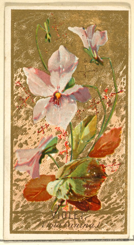 Violet (Viola Canina), from the Flowers series for Old Judge Cigarettes MET DP822030