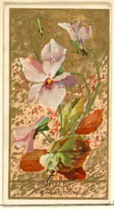 Violet (Viola Canina), from the Flowers series for Old Judge Cigarettes MET DP822030