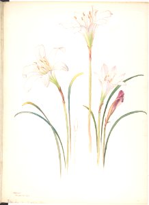 White Lilies MET DP808542