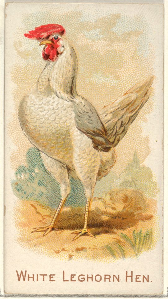 White Leghorn Hen, from the Prize and Game Chickens series (N20) for Allen & Ginter Cigarettes MET DP835093
