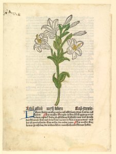 White Lily, illustration from Gart der Gesundheit (Sch.4332) MET DP818920