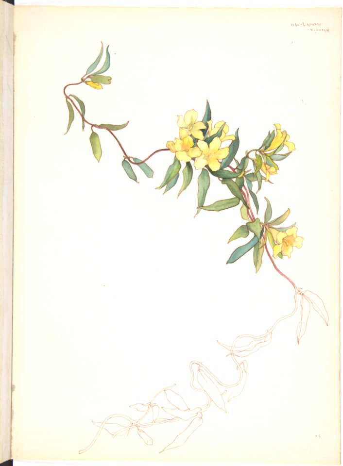 Yellow Trumpet-like Flowers on a Vine MET DP808553