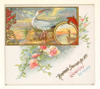 White Ibis, from the Game Birds series (N40) for Allen & Ginter Cigarettes MET DP839185