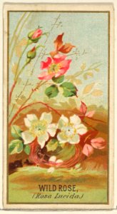 Wild Rose (Rosa Lucida), from the Flowers series for Old Judge Cigarettes MET DP822044