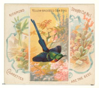 Yellow-Breasted Sun Bird, from Birds of the Tropics series (N38) for Allen & Ginter Cigarettes MET DP839059