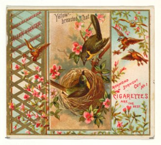 Yellow-breasted Chat, from the Birds of America series (N37) for Allen & Ginter Cigarettes MET DP839009
