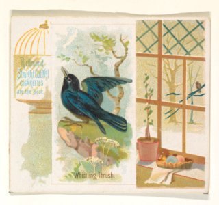 Whistling Thrush, from the Song Birds of the World series (N42) for Allen & Ginter Cigarettes MET DP839289