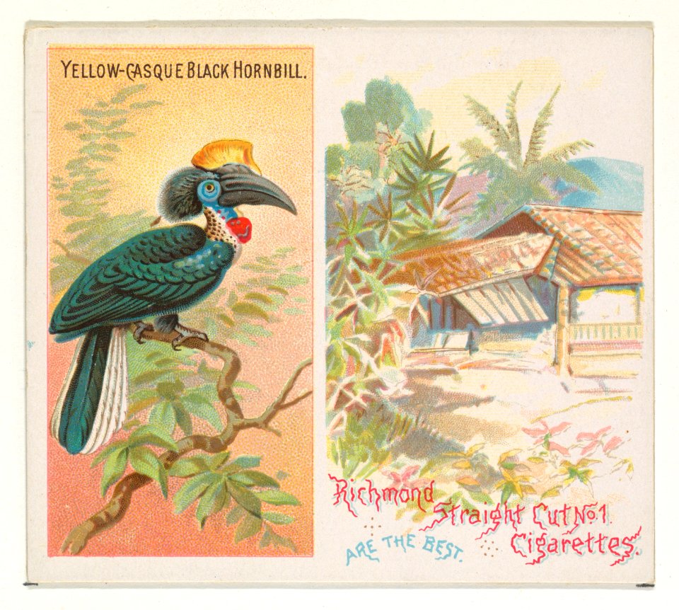 Yellow-Casque Black Hornbill, from Birds of the Tropics series (N38) for Allen & Ginter Cigarettes MET DP839060