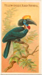 Yellow-Casque Black Hornbill, from the Birds of the Tropics series (N5) for Allen & Ginter Cigarettes Brands MET DP829147