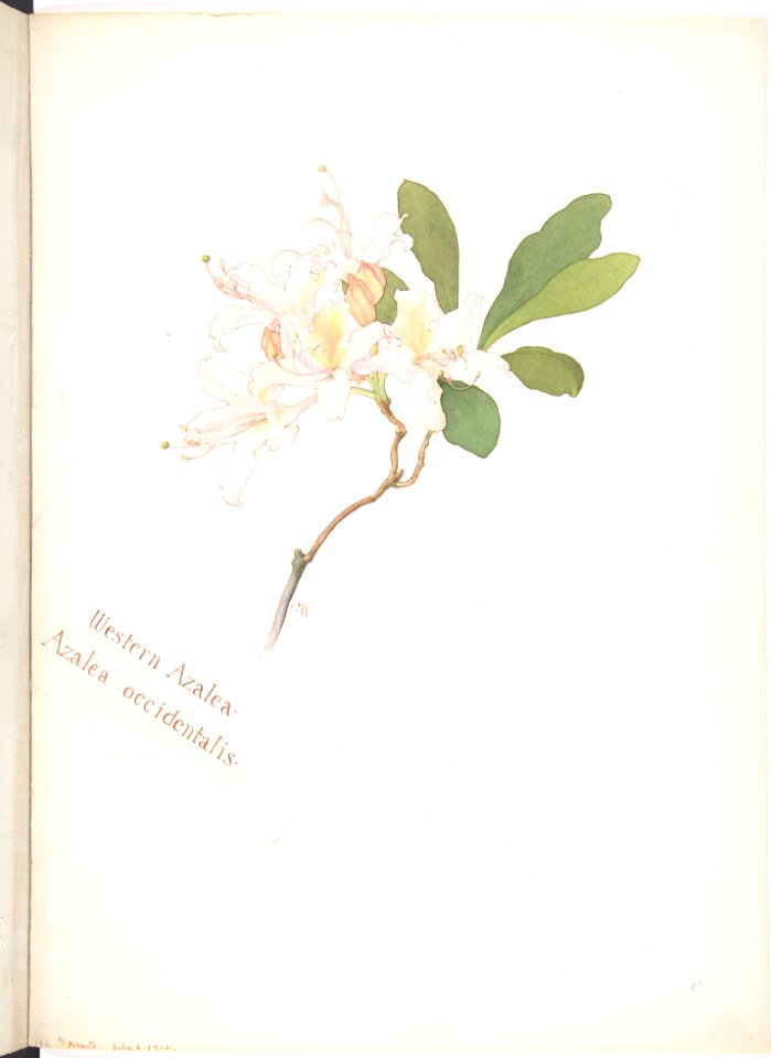 Western Azalea, Azalea occidentalis MET DP808539