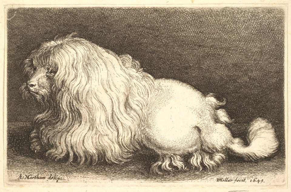 White dog MET DP823900