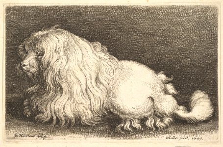 White dog MET DP823900