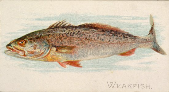 Weakfish, from the Fish from American Waters series (N8) for Allen & Ginter Cigarettes Brands MET DP830734