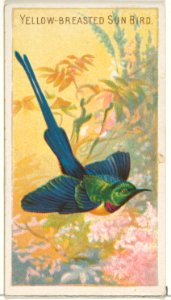 Yellow-Breasted Sun Bird, from the Birds of the Tropics series (N5) for Allen & Ginter Cigarettes Brands MET DP829170