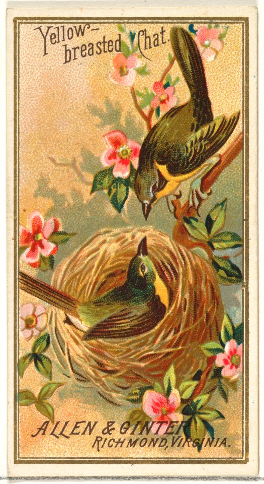 Yellow-breasted Chat, from the Birds of America series (N4) for Allen & Ginter Cigarettes Brands MET DP828734