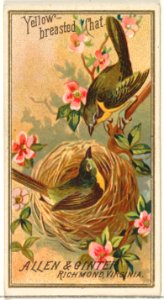 Yellow-breasted Chat, from the Birds of America series (N4) for Allen & Ginter Cigarettes Brands MET DP828734