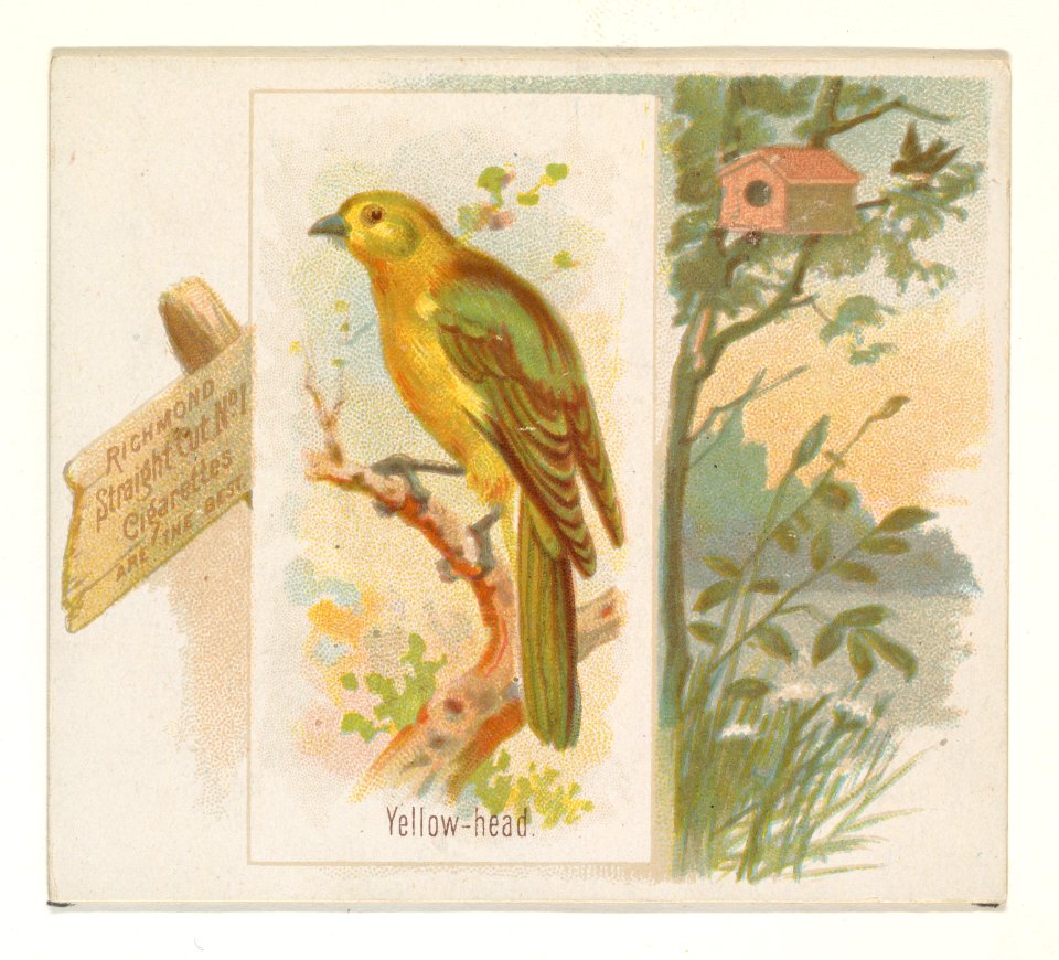 Yellow-head, from the Song Birds of the World series (N42) for Allen & Ginter Cigarettes MET DP839290
