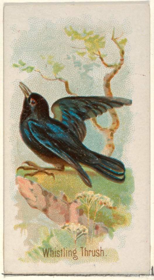 Whistling Thrush, from the Song Birds of the World series (N23) for Allen & Ginter Cigarettes MET DP835304