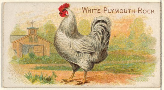 White Plymouth Rock, from the Prize and Game Chickens series (N20) for Allen & Ginter Cigarettes MET DP835095