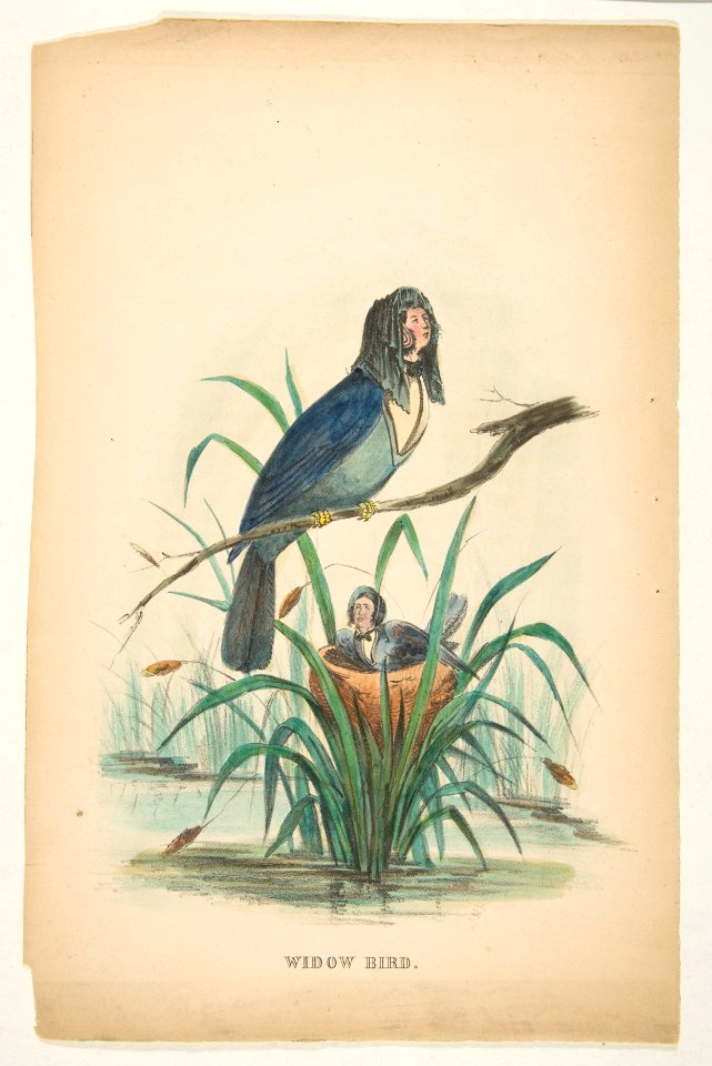 Widow Bird, from The Comic Natural History of the Human Race MET DP813094