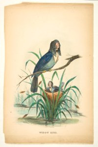 Widow Bird, from The Comic Natural History of the Human Race MET DP813094