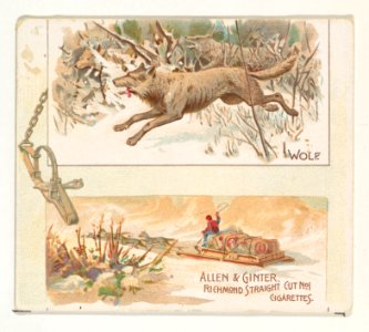 Wolf, from Quadrupeds series (N41) for Allen & Ginter Cigarettes MET DP839238