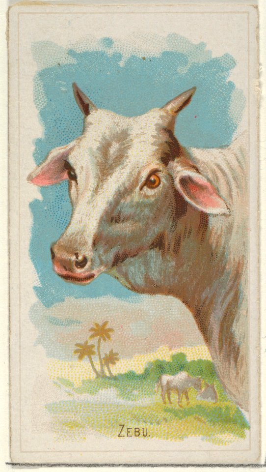 Zebu, from the Wild Animals of the World series (N25) for Allen & Ginter Cigarettes MET DP836521