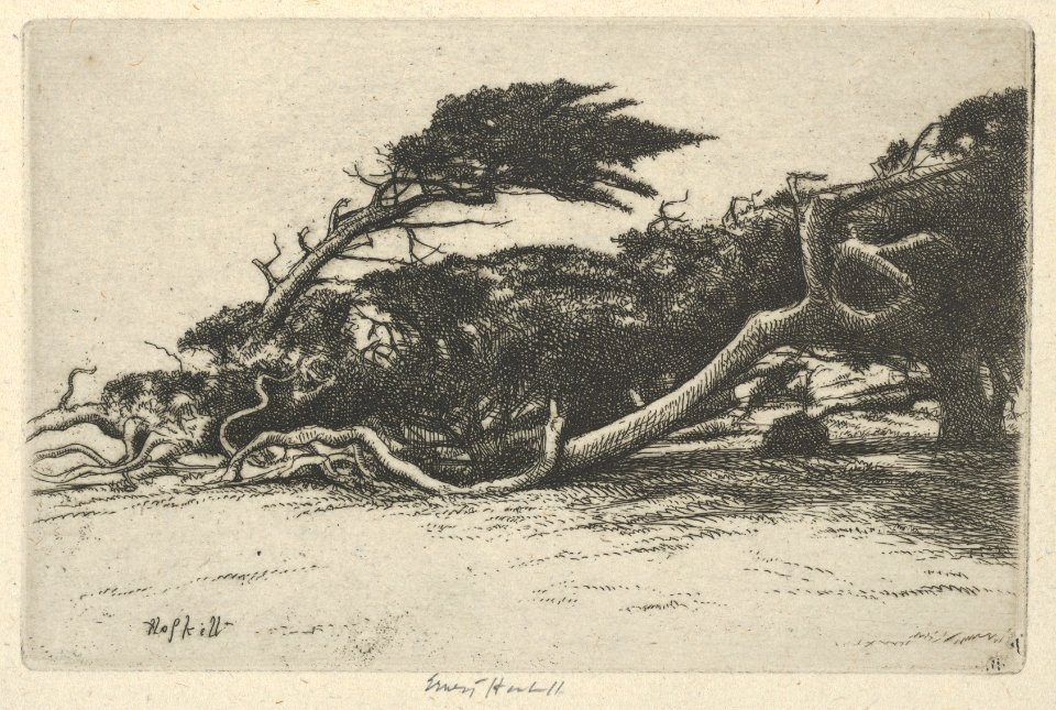 Wind Bent Cypress MET DP846558