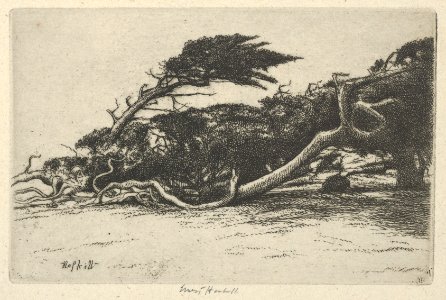 Wind Bent Cypress MET DP846558