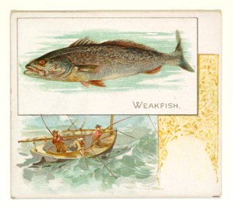 Weakfish, from Fish from American Waters series (N39) for Allen & Ginter Cigarettes MET DP839126