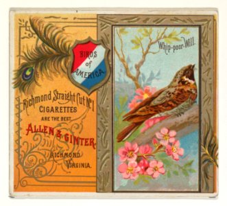 Whip-poor Will, from the Birds of America series (N37) for Allen & Ginter Cigarettes MET DP839004