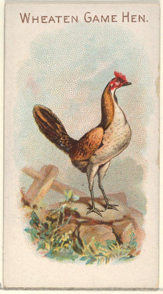Wheaten Game Hen, from the Prize and Game Chickens series (N20) for Allen & Ginter Cigarettes MET DP835094