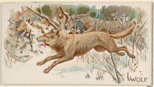 Wolf, from the Quadrupeds series (N21) for Allen & Ginter Cigarettes MET DP835146