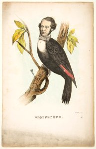 Woodpecker (William B. Gihon), from The Comic Natural History of the Human Race MET DP813072