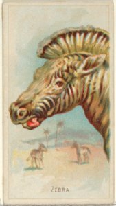 Zebra, from the Wild Animals of the World series (N25) for Allen & Ginter Cigarettes MET DP836522