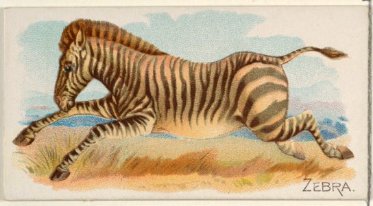 Zebra, from the Quadrupeds series (N21) for Allen & Ginter Cigarettes MET DP835147