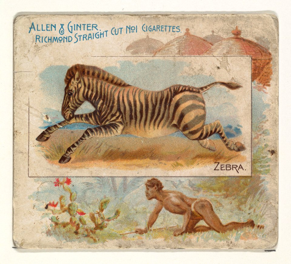 Zebra, from Quadrupeds series (N41) for Allen & Ginter Cigarettes MET DP839239