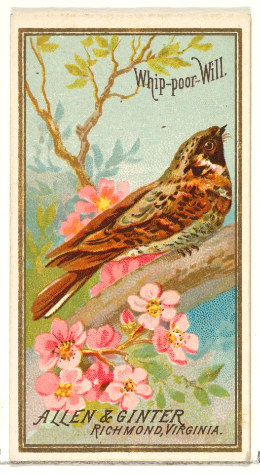 Whip-poor-Will, from the Birds of America series (N4) for Allen & Ginter Cigarettes Brands MET DP828764