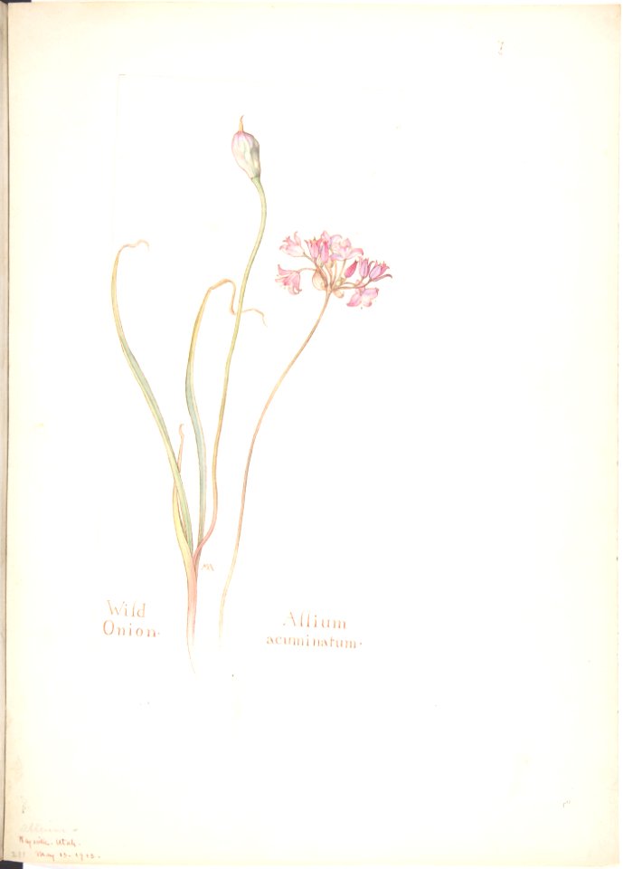 Wild Onion, Allium acuminatum MET DP808531