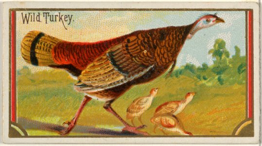 Wild Turkey, from the Game Birds series (N13) for Allen & Ginter Cigarettes Brands MET DP834706