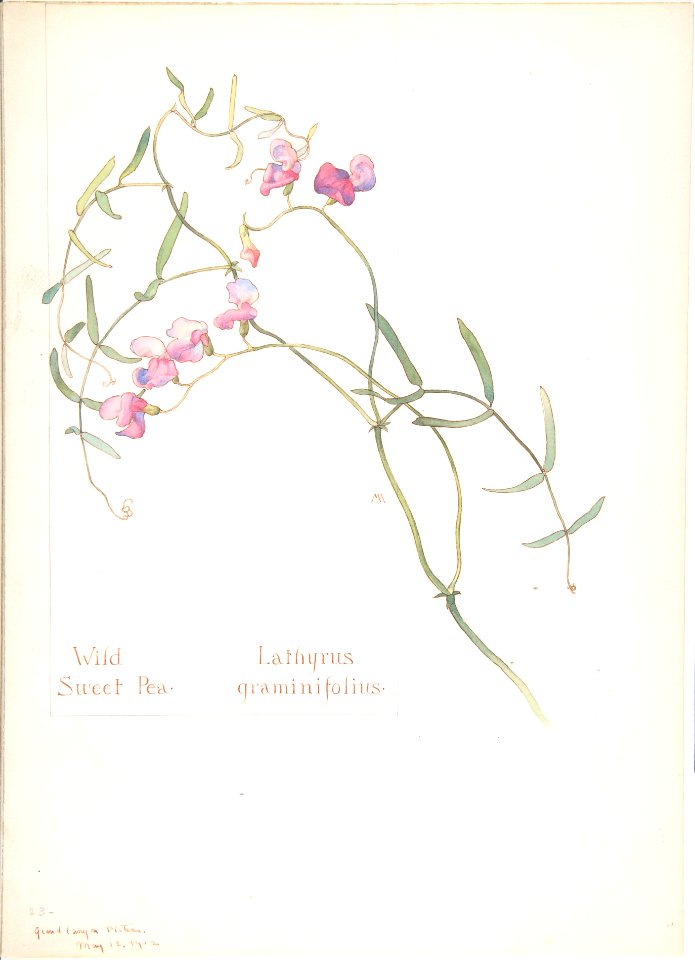 Wild Sweet Pea, Lathyrus graminifolius MET DP808323